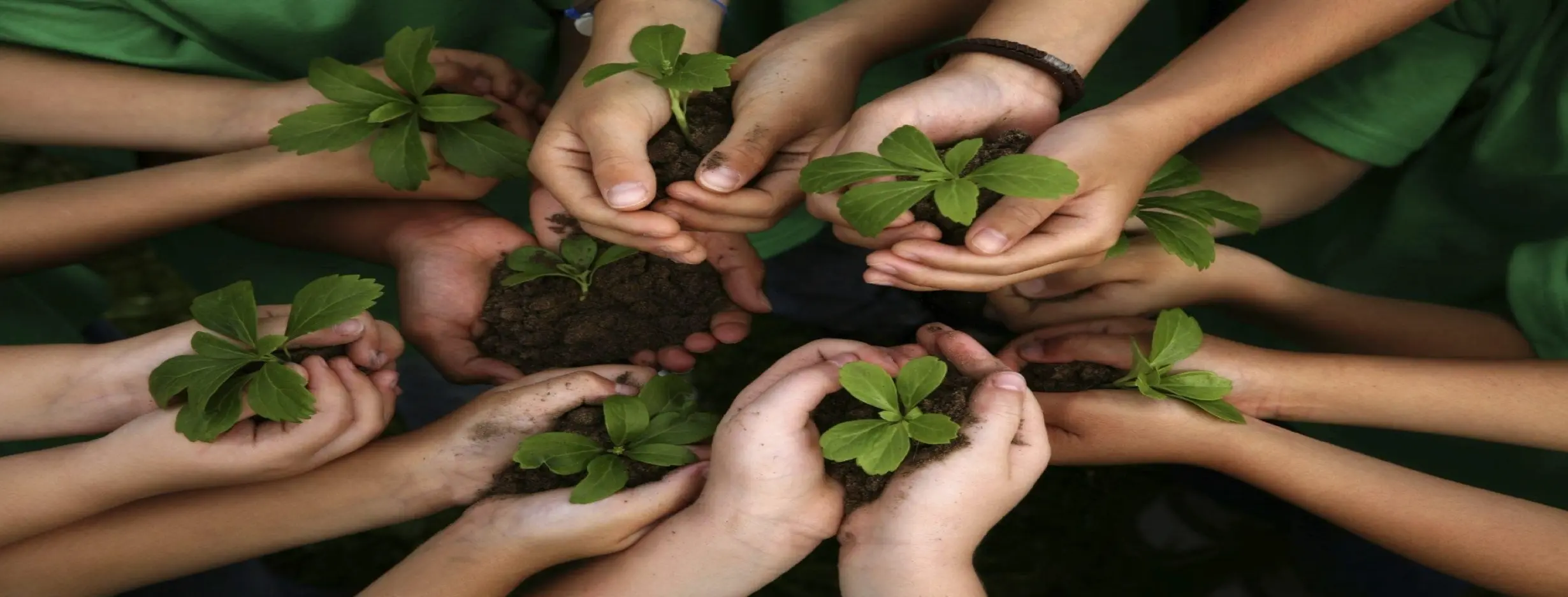 Image for Environmental Sustainability